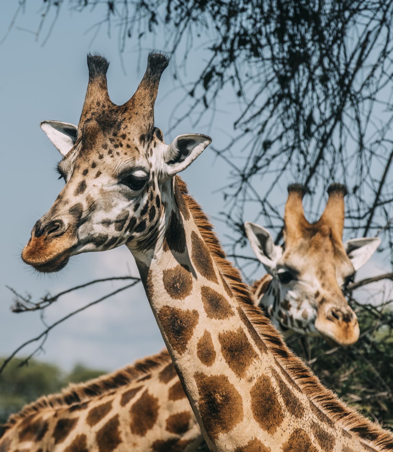 Wildlife destination